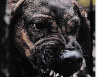 Agressionsverhalten bei Jagdhunden