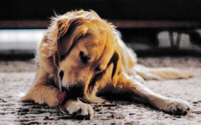 Stereotype Verhaltensweisen und Zwangsstörungen