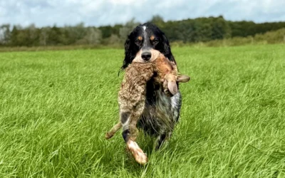 I. Preis auf AZP mit Setter C´Voltaire du Bois des Dianes
